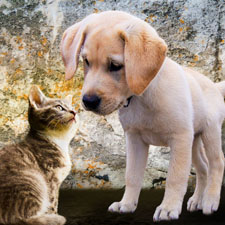 L'amore per gli animali